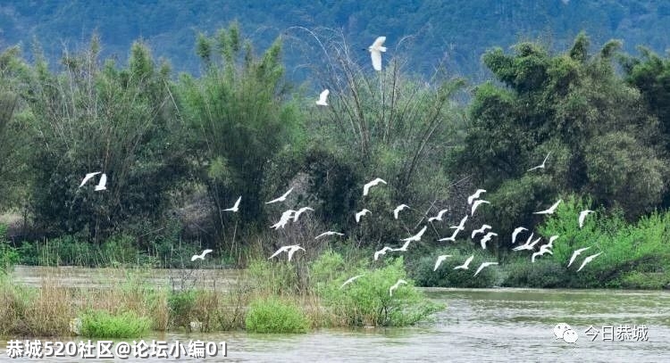 生态瑶乡吸引美丽“客人”，我县城区发现野生白鹭群367 / 作者:论坛小编01 / 帖子ID:283359