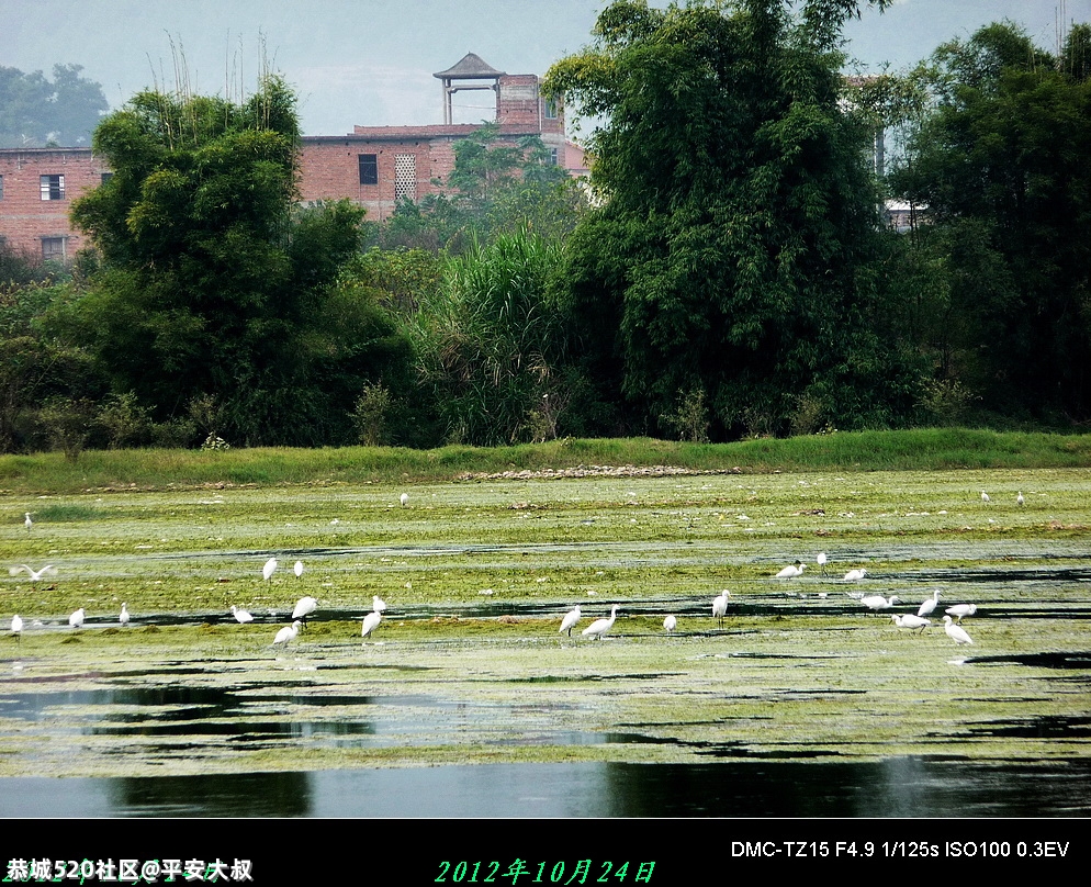 生态瑶乡吸引美丽“客人”，我县城区发现野生白鹭群144 / 作者:平安大叔 / 帖子ID:283359