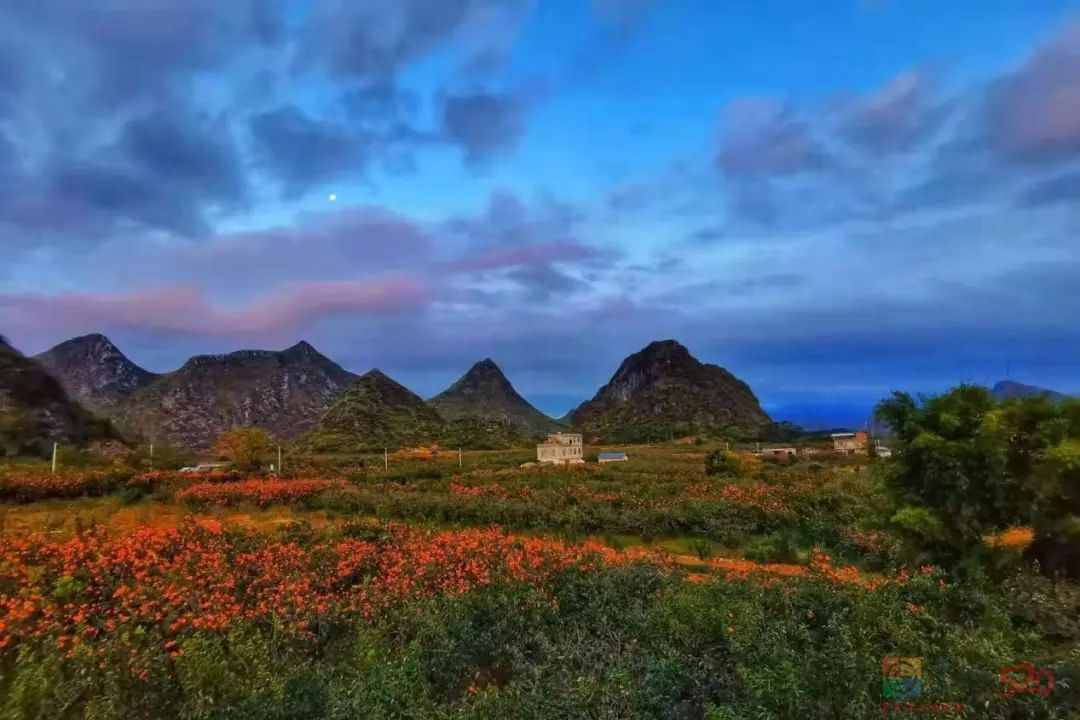 恭城：做大做强地理标志产品，“农旅融合”助推乡村振兴38 / 作者:论坛小编01 / 帖子ID:290653