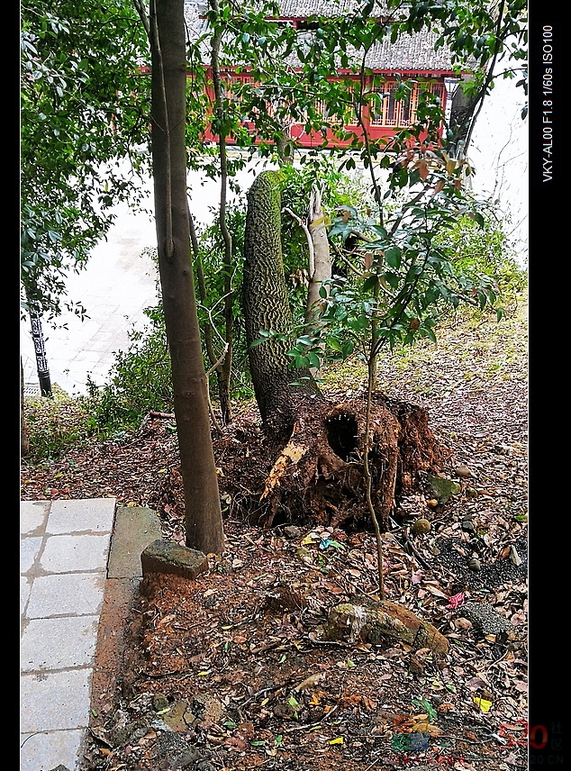 刮风下雨天请远离歪、斜、枯大树。828 / 作者:平安大叔 / 帖子ID:292974