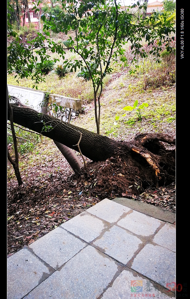 刮风下雨天请远离歪、斜、枯大树。520 / 作者:平安大叔 / 帖子ID:292974