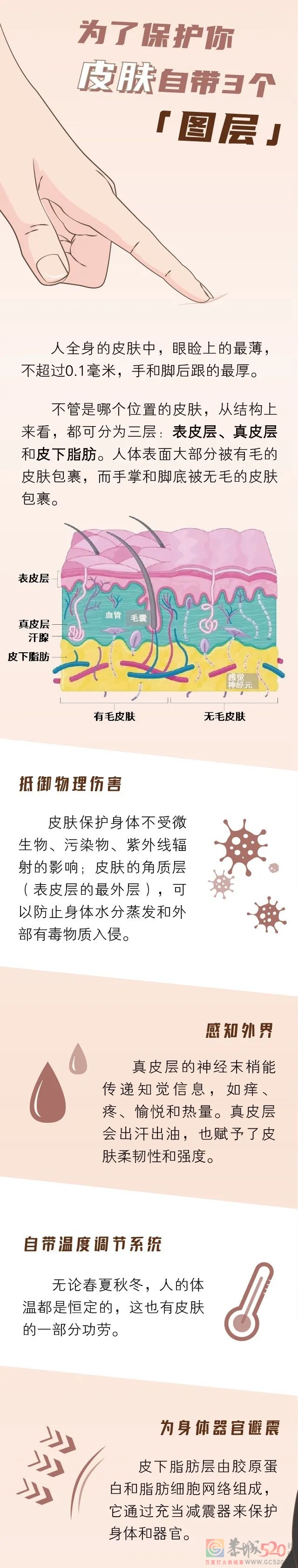 人体最大的器官，每天为你抵御一万点伤害337 / 作者:健康小天使 / 帖子ID:295743