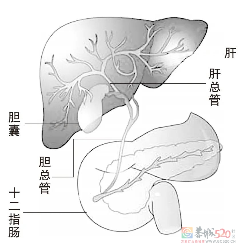 这个部位仅几厘米长，却是人体「事故高发路段」534 / 作者:健康小天使 / 帖子ID:298648