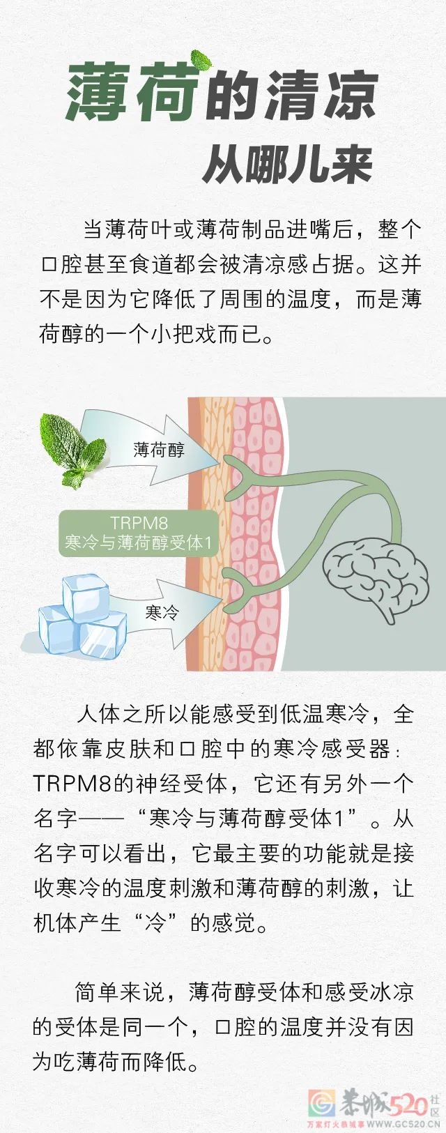 一直被你当配料的「薄荷」，是中医眼里的好药材715 / 作者:健康小天使 / 帖子ID:299107