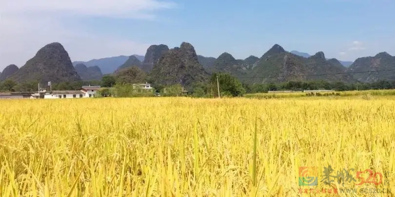 秋意渐浓！你觉得恭城的哪里秋景最美？互相推荐下！822 / 作者:论坛小编01 / 帖子ID:300716