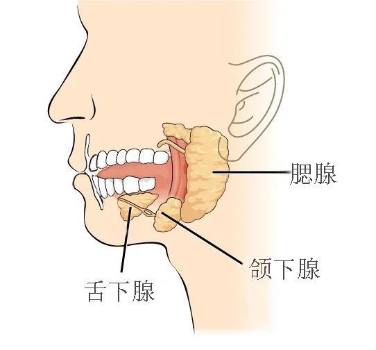 睡前经常口干、口渴，可能是6种病盯上你了279 / 作者:健康小天使 / 帖子ID:301067