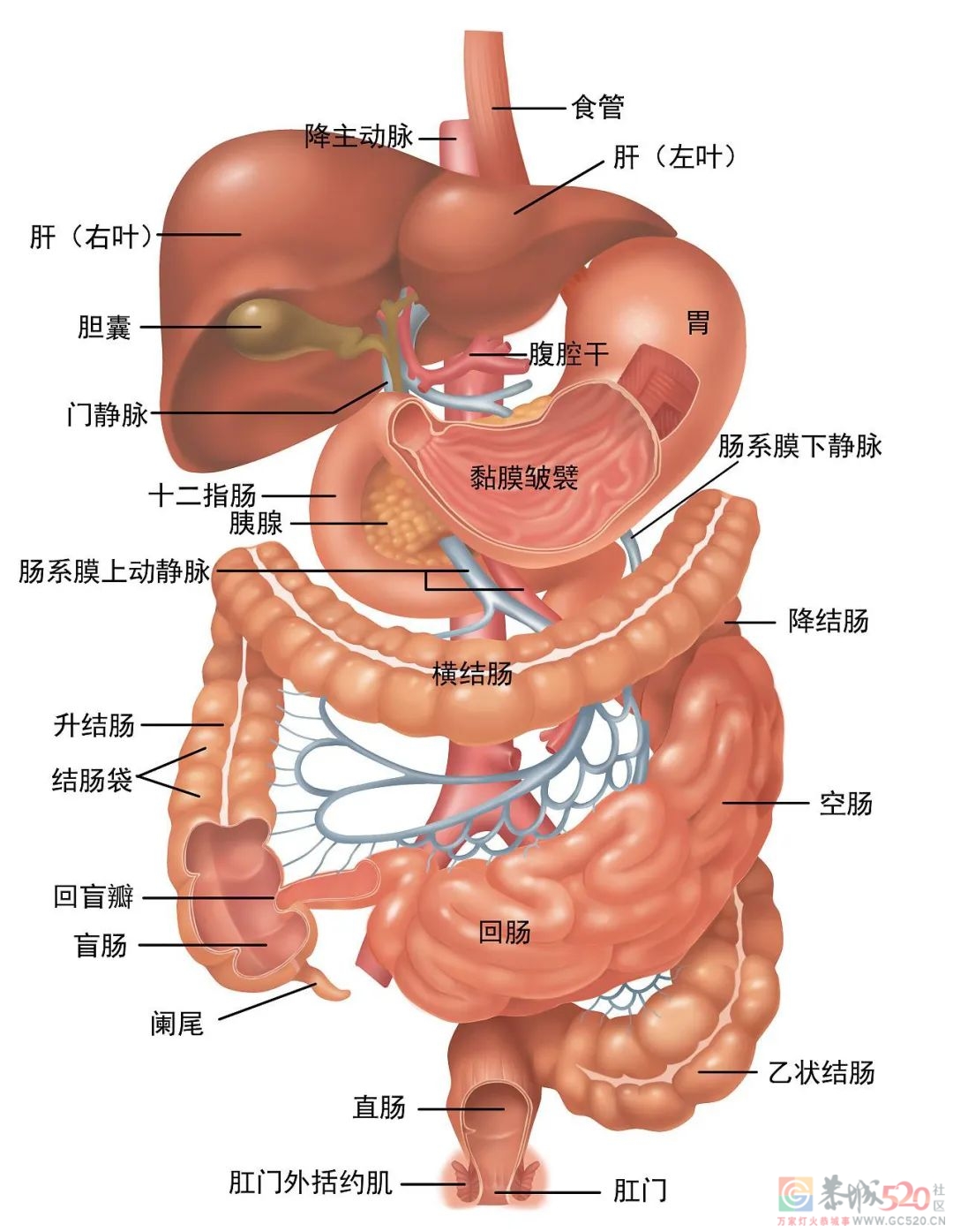 肚子越「软」生病越少？肛肠科医生尤其赞同845 / 作者:健康小天使 / 帖子ID:301516