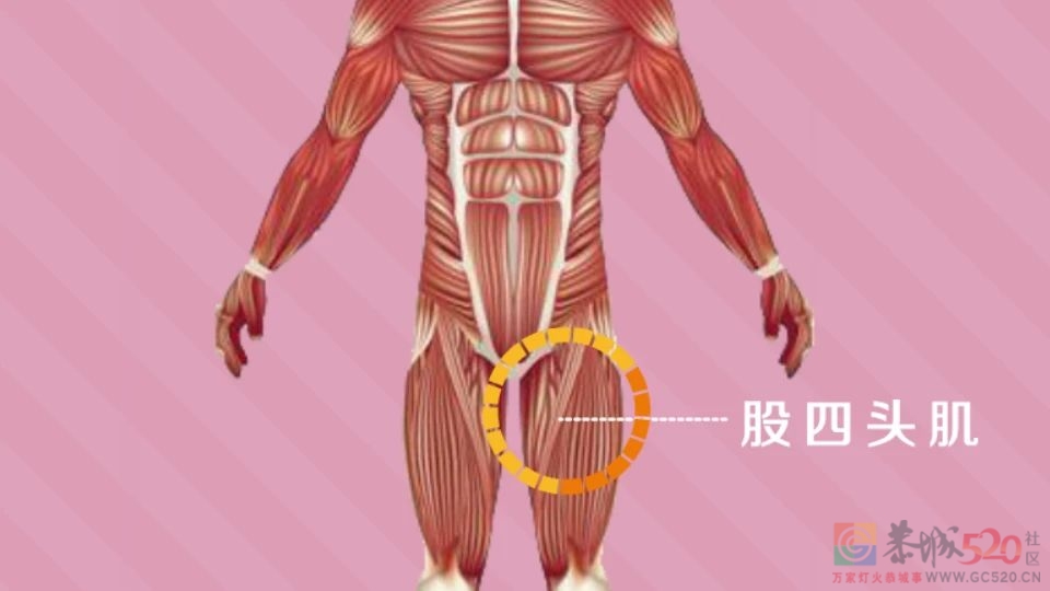 「大腿肌肉」有多重要？看看世界杯运动员就知道了233 / 作者:健康小天使 / 帖子ID:301736