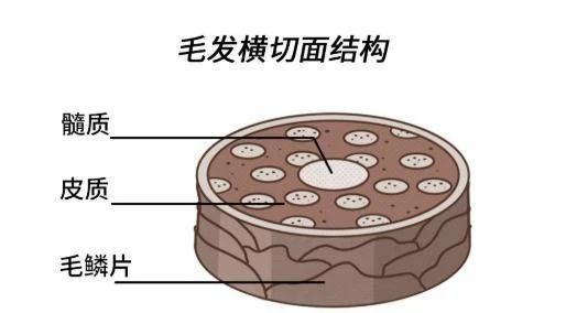 一次性、半永久、永久染发，哪个更伤头发？332 / 作者:健康小天使 / 帖子ID:303405