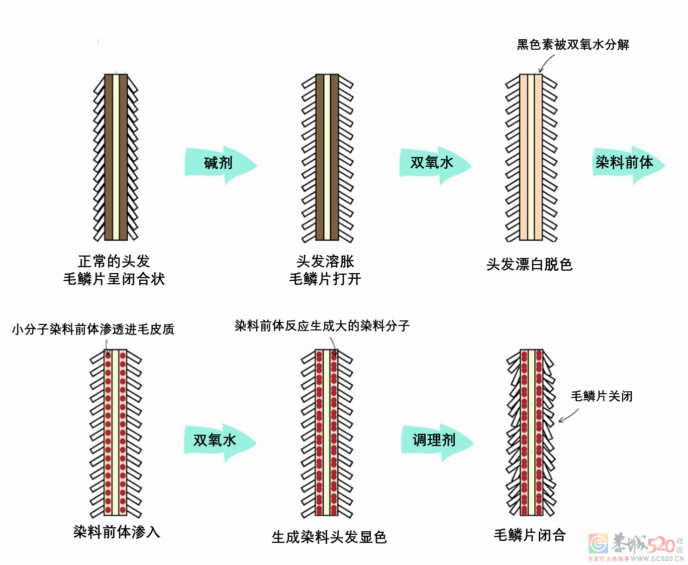 一次性、半永久、永久染发，哪个更伤头发？449 / 作者:健康小天使 / 帖子ID:303405