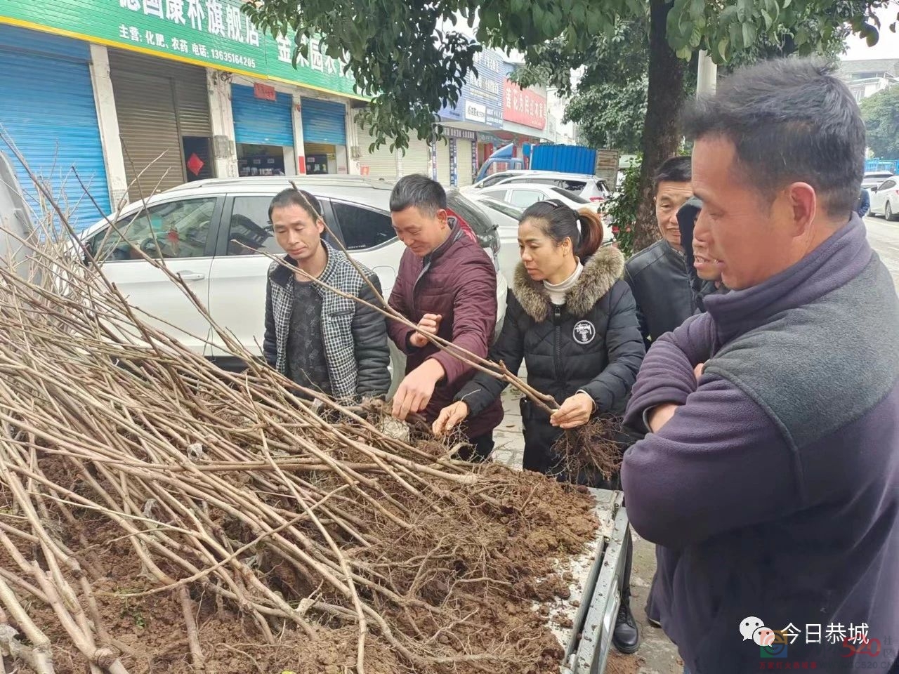 春暖备耕忙 苗木市场销售旺288 / 作者:论坛小编01 / 帖子ID:303966