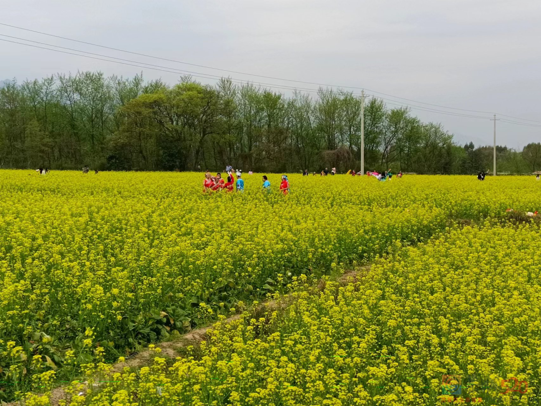 恭城：秋收粮食冬储油 绿色高效保供给207 / 作者:论坛小编01 / 帖子ID:304080