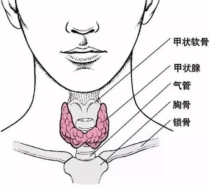 总犯困的人，该去医院查查「甲状腺」了189 / 作者:健康小天使 / 帖子ID:304201