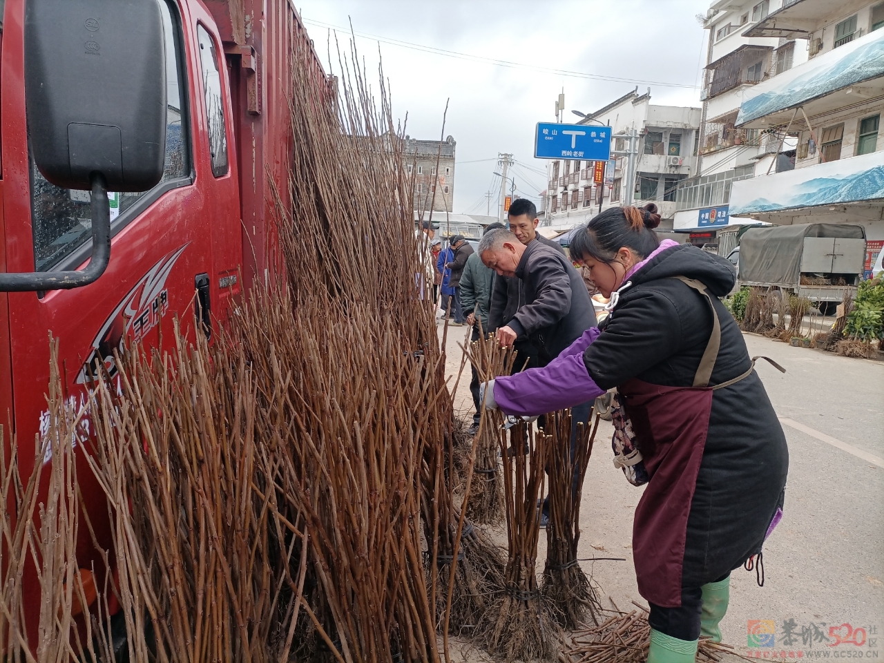 西岭镇：春暖备耕忙  苗木销售旺982 / 作者:论坛小编01 / 帖子ID:304263