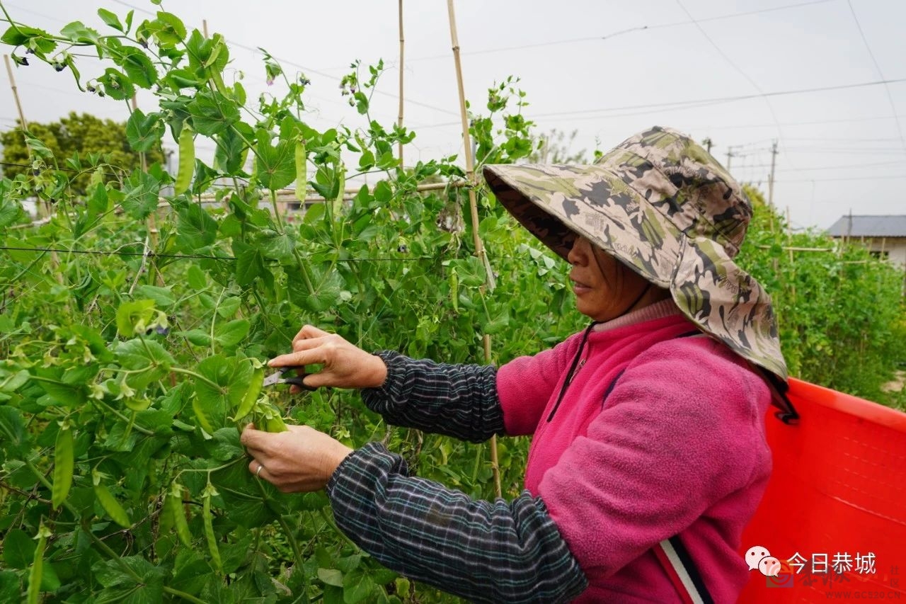 我县荷兰豆喜获丰收 每亩产量达1000多斤974 / 作者:论坛小编01 / 帖子ID:305149