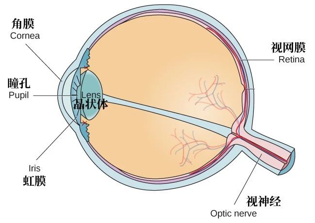 老花眼突然“好转”，这种致盲眼病可能已经来了……781 / 作者:健康小天使 / 帖子ID:305239