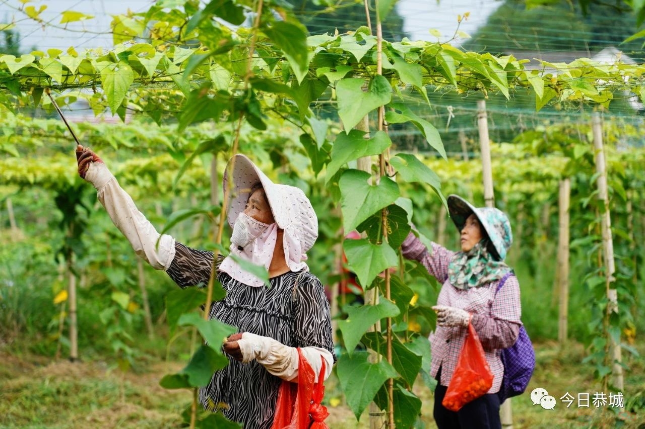 三江乡：罗汉果花齐盛放 农户人工授粉忙724 / 作者:论坛小编01 / 帖子ID:309074