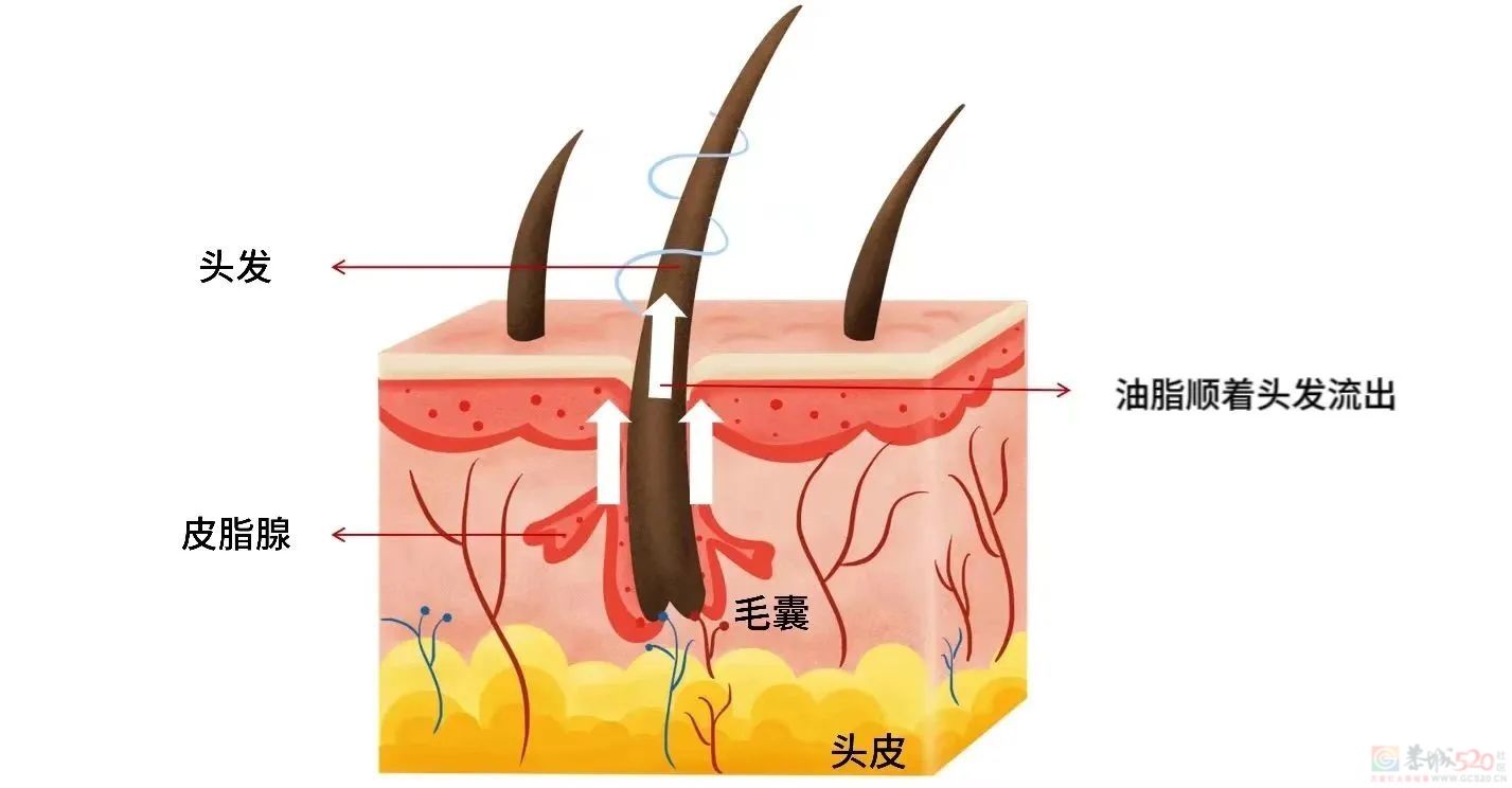 拯救一个「油头」需要分几步？手法、频率都说清了786 / 作者:健康小天使 / 帖子ID:309323