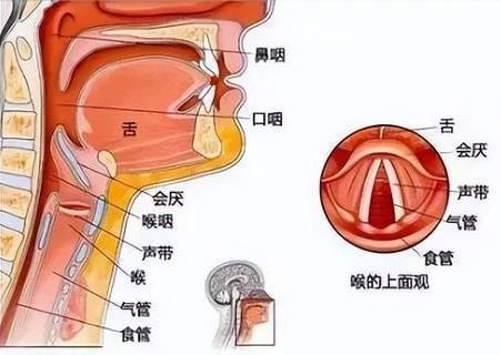 每一次清嗓子，「声带」都在承受损伤的危险535 / 作者:健康小天使 / 帖子ID:310015