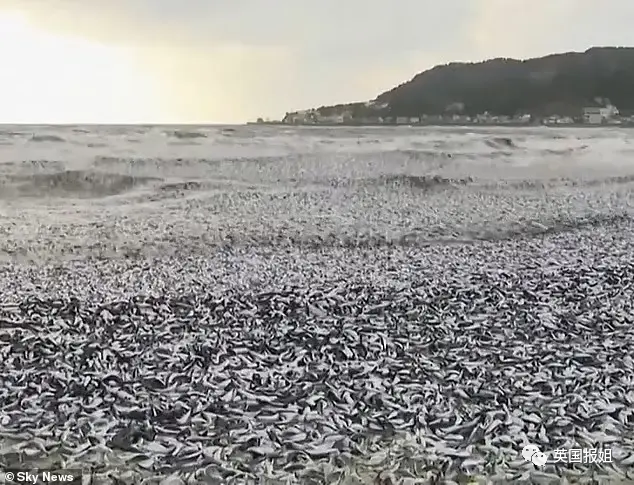 日本千吨死鱼涌向海岸，外媒怒骂核废水污染？日本人大破防竟现场捡鱼吃！643 / 作者:放眼看世界 / 帖子ID:312556