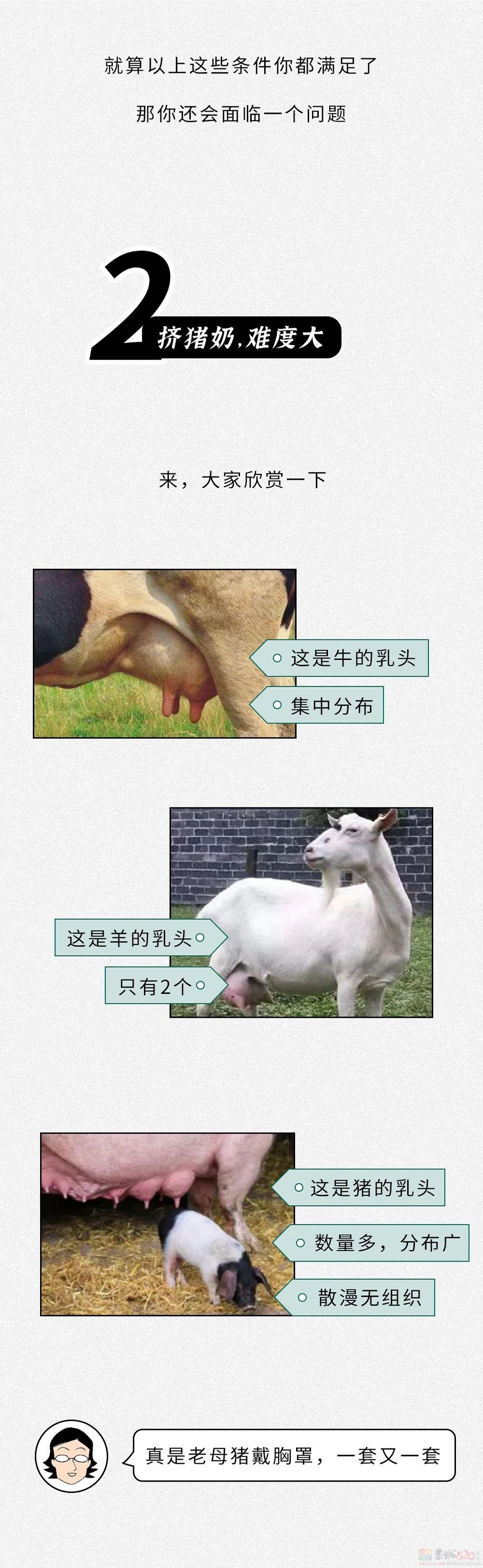 为什么没人喝猪奶？沙雕又羞耻的知识增加了！664 / 作者:儿时的回忆 / 帖子ID:313214