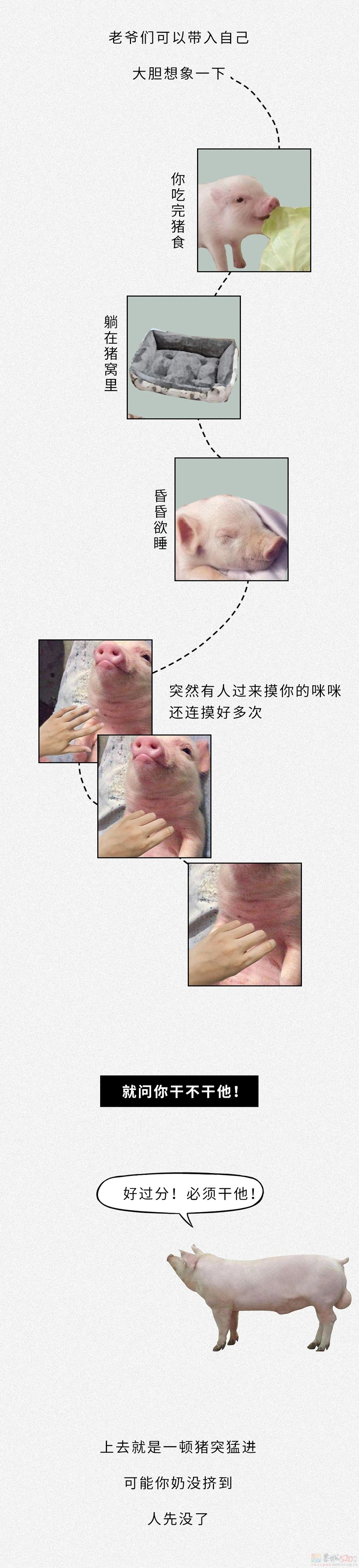 为什么没人喝猪奶？沙雕又羞耻的知识增加了！990 / 作者:儿时的回忆 / 帖子ID:313214