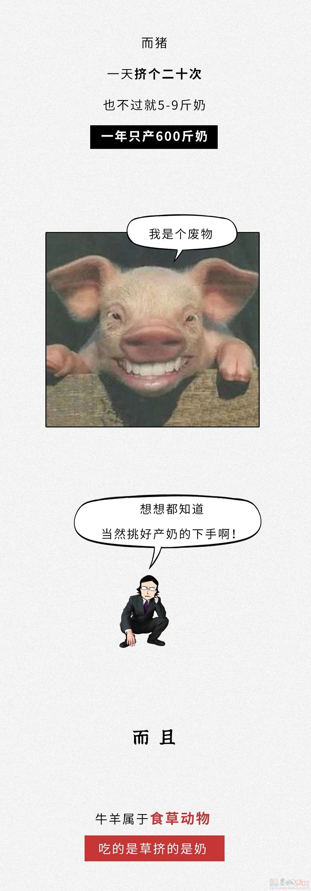 为什么没人喝猪奶？沙雕又羞耻的知识增加了！780 / 作者:儿时的回忆 / 帖子ID:313214