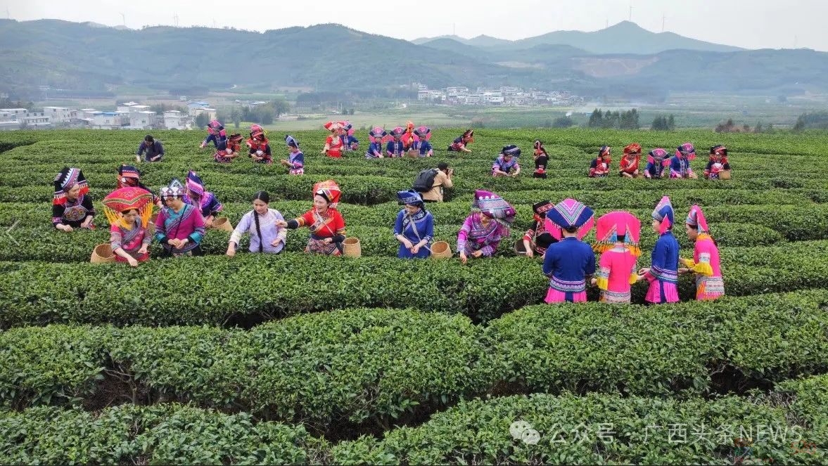 广西这几个市清明假期赚大发了！113 / 作者:尹以为荣 / 帖子ID:314591