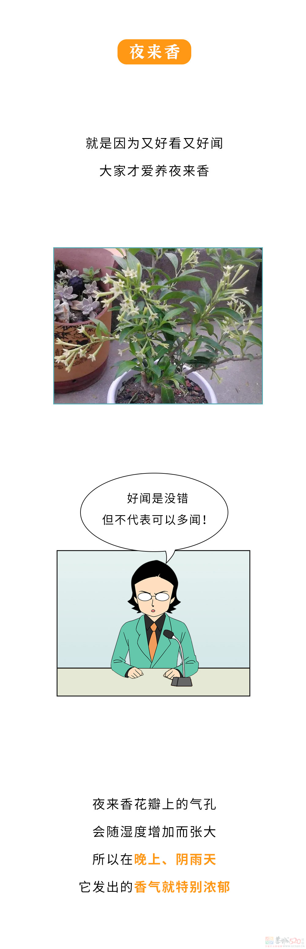 家里千万千万别放这10种绿植啊！！！(保命必看)460 / 作者:儿时的回忆 / 帖子ID:315066