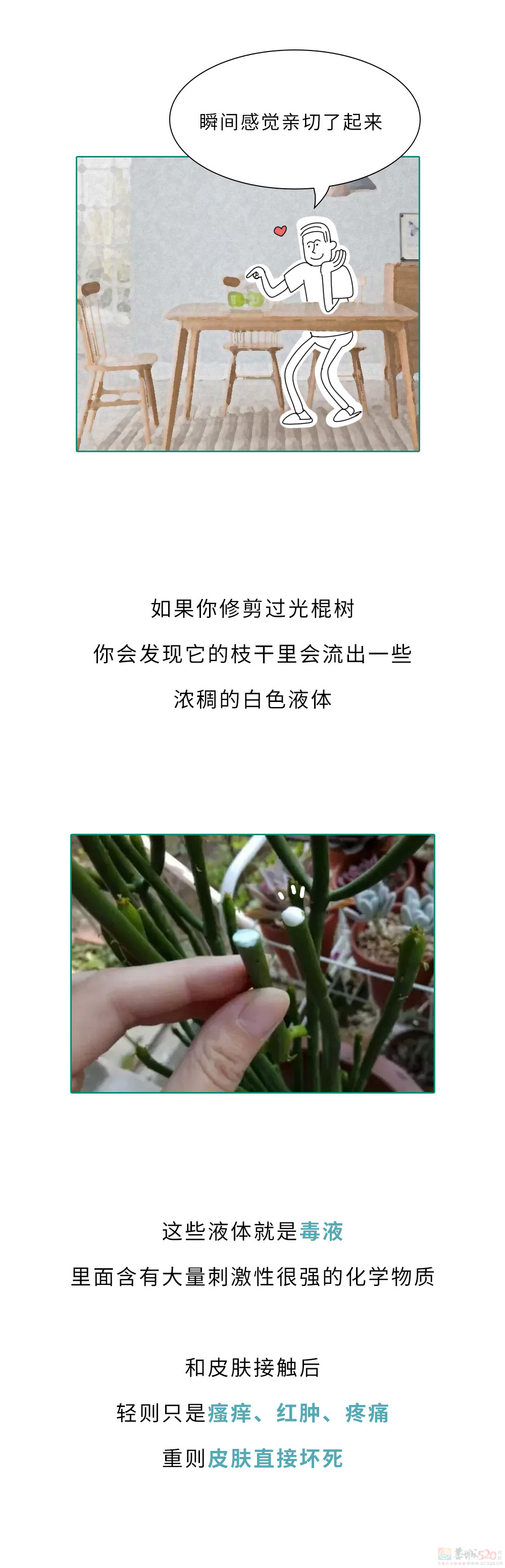 家里千万千万别放这10种绿植啊！！！(保命必看)392 / 作者:儿时的回忆 / 帖子ID:315066