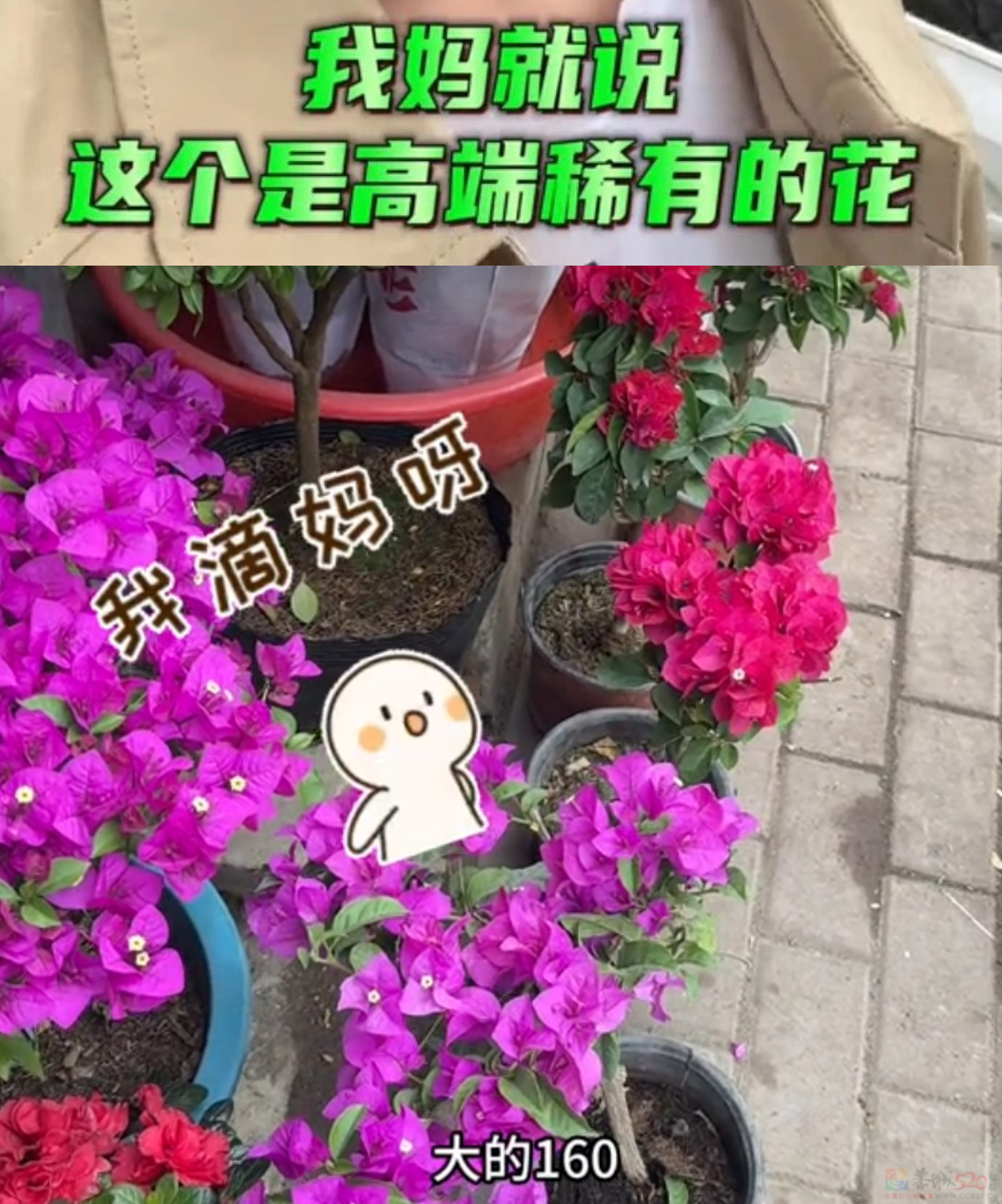 “路边杂草火成中产网红单品”，广东人看完立刻扛锄头去挖171 / 作者:儿时的回忆 / 帖子ID:315204