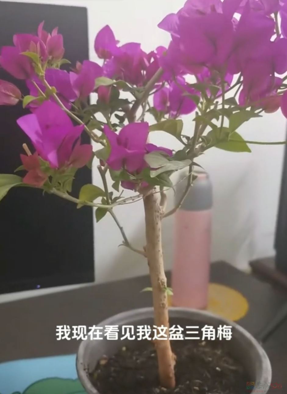 “路边杂草火成中产网红单品”，广东人看完立刻扛锄头去挖48 / 作者:儿时的回忆 / 帖子ID:315204