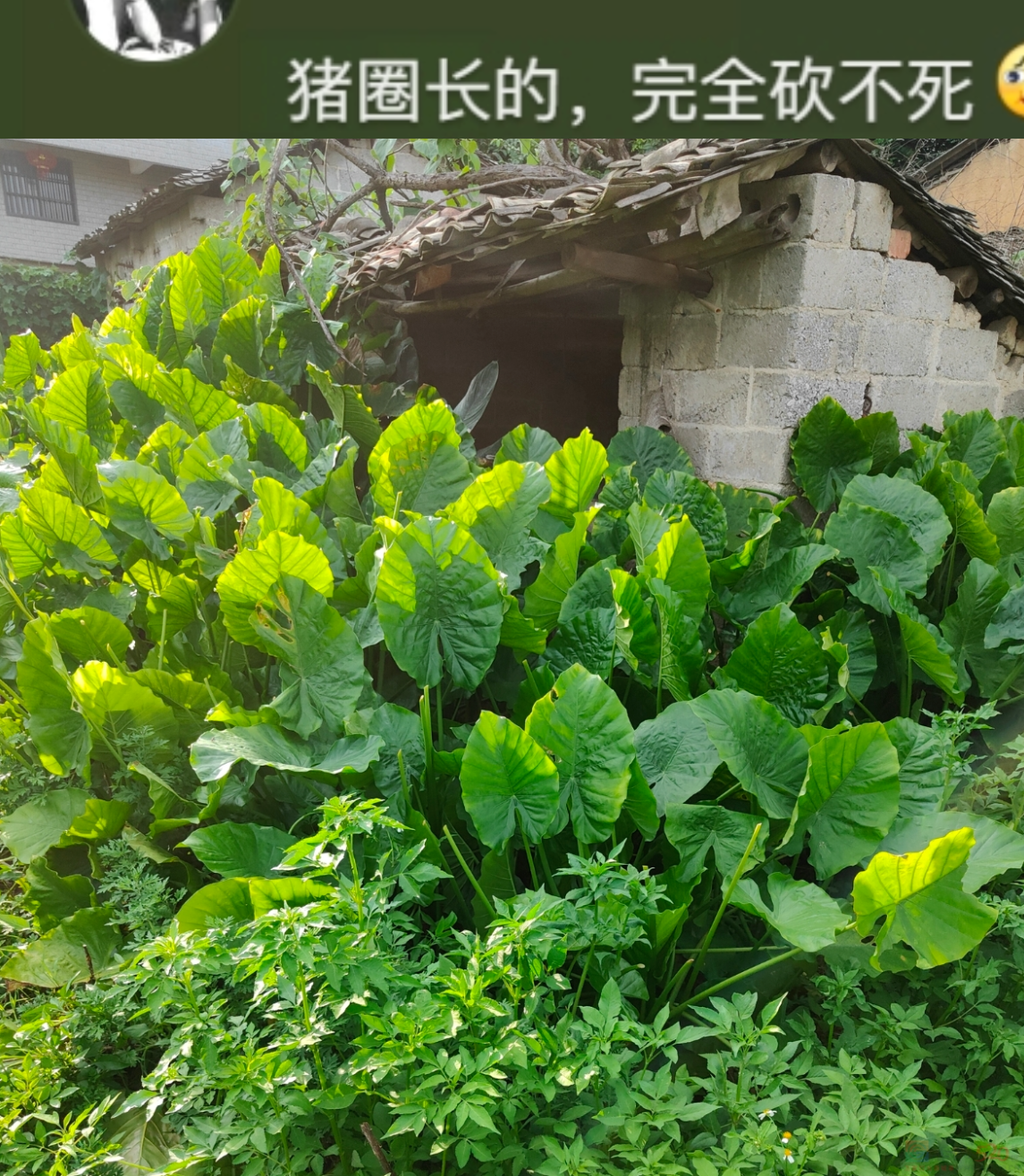 “路边杂草火成中产网红单品”，广东人看完立刻扛锄头去挖906 / 作者:儿时的回忆 / 帖子ID:315204