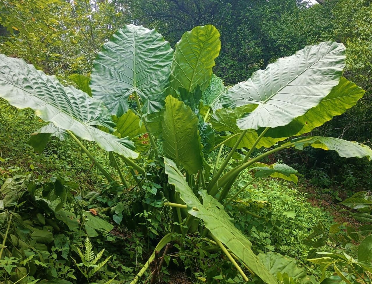 “路边杂草火成中产网红单品”，广东人看完立刻扛锄头去挖998 / 作者:儿时的回忆 / 帖子ID:315204