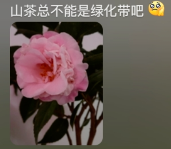 “路边杂草火成中产网红单品”，广东人看完立刻扛锄头去挖687 / 作者:儿时的回忆 / 帖子ID:315204