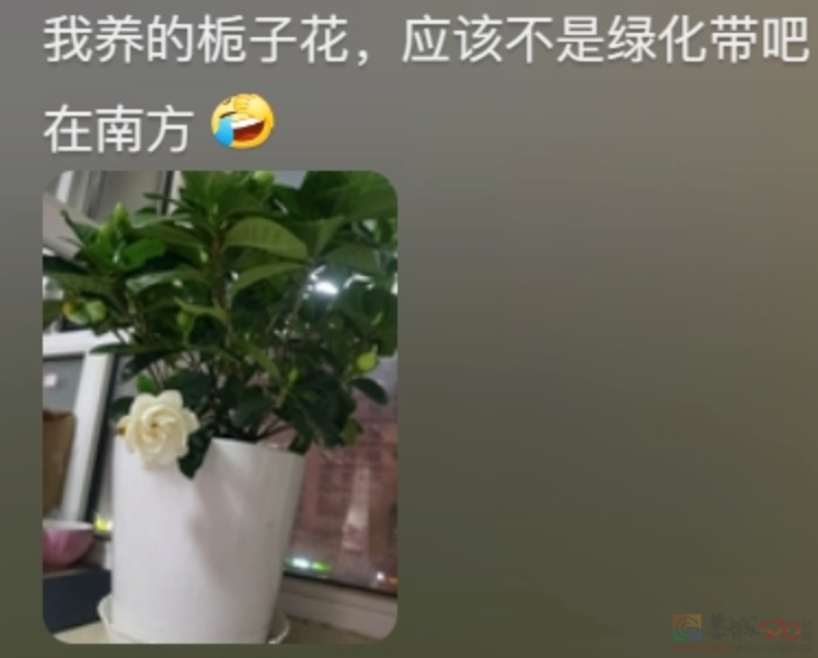 “路边杂草火成中产网红单品”，广东人看完立刻扛锄头去挖355 / 作者:儿时的回忆 / 帖子ID:315204