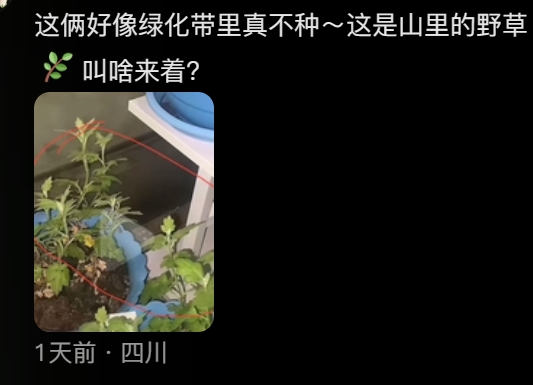 “路边杂草火成中产网红单品”，广东人看完立刻扛锄头去挖880 / 作者:儿时的回忆 / 帖子ID:315204