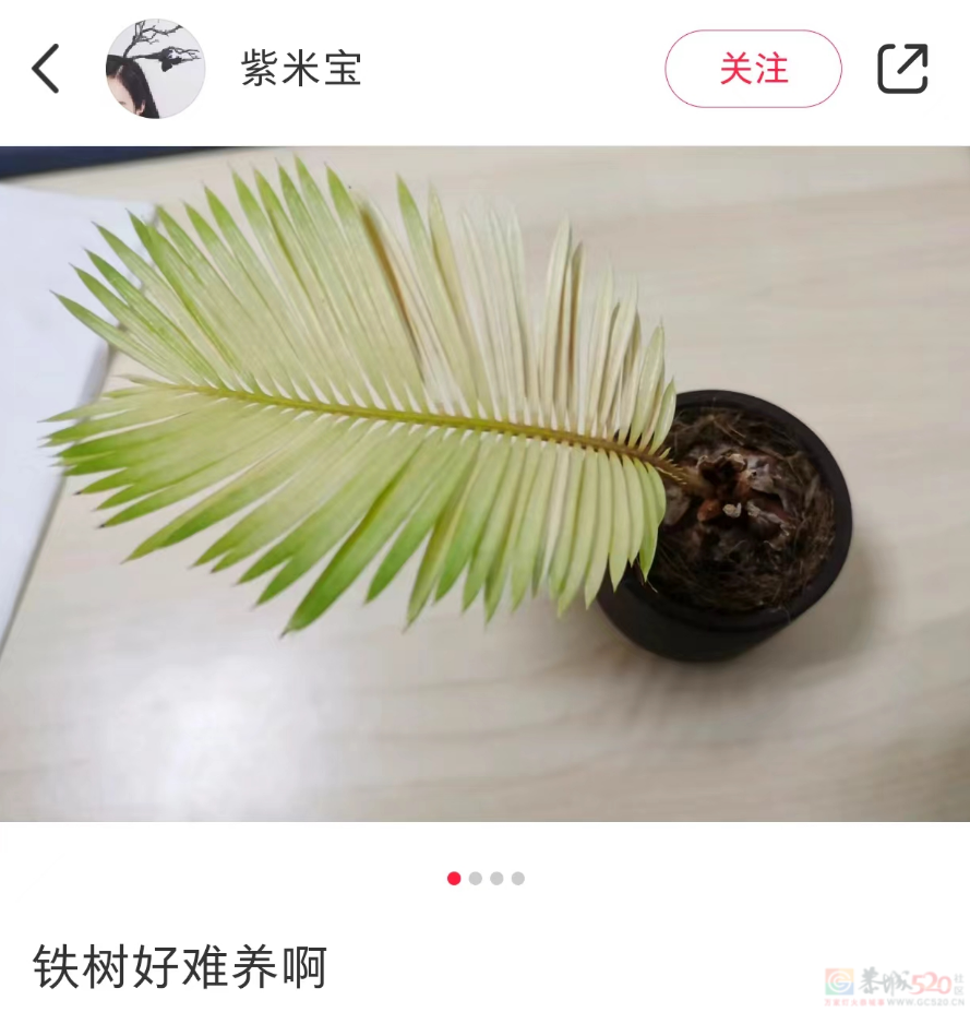 “路边杂草火成中产网红单品”，广东人看完立刻扛锄头去挖936 / 作者:儿时的回忆 / 帖子ID:315204