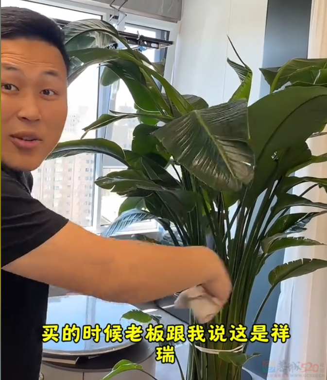 “路边杂草火成中产网红单品”，广东人看完立刻扛锄头去挖842 / 作者:儿时的回忆 / 帖子ID:315204