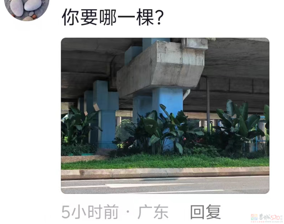 “路边杂草火成中产网红单品”，广东人看完立刻扛锄头去挖497 / 作者:儿时的回忆 / 帖子ID:315204