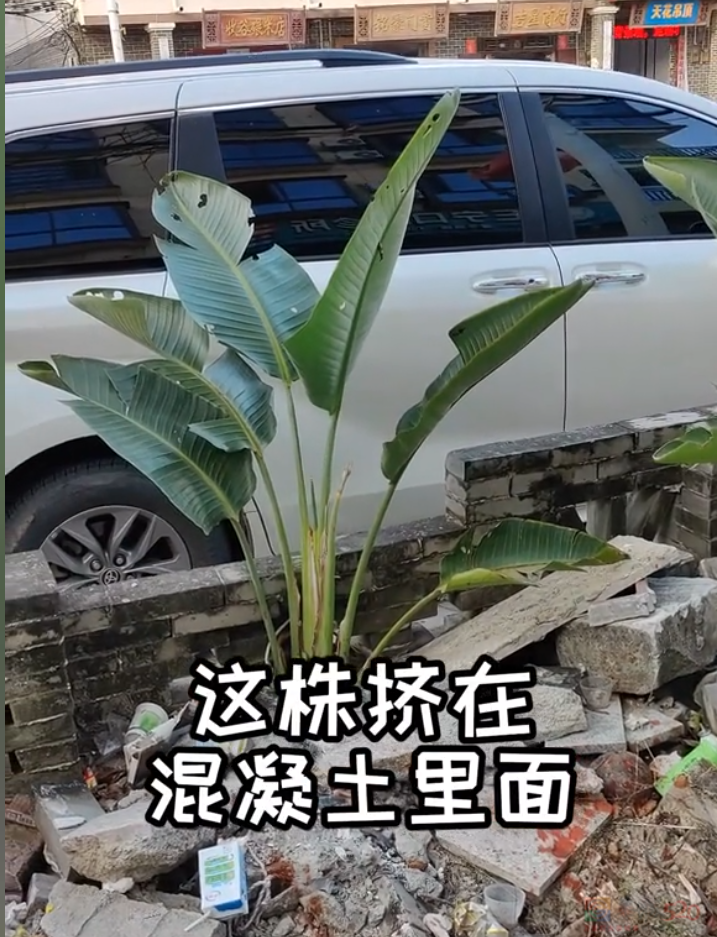 “路边杂草火成中产网红单品”，广东人看完立刻扛锄头去挖569 / 作者:儿时的回忆 / 帖子ID:315204