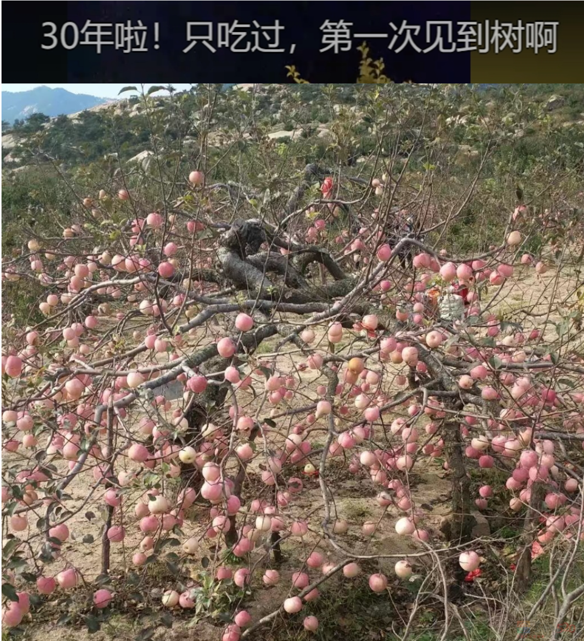 “路边杂草火成中产网红单品”，广东人看完立刻扛锄头去挖321 / 作者:儿时的回忆 / 帖子ID:315204