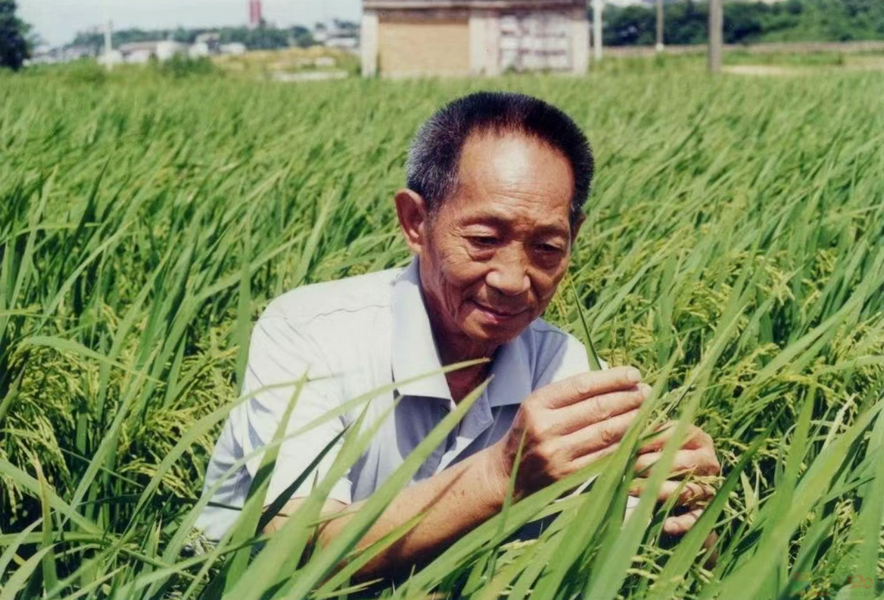 “一到超级稻田里，我就兴奋起来了！”535 / 作者:登山涉水 / 帖子ID:315300