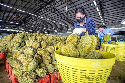 泰国越南为榴莲打起来啦？中国人狂炫榴莲吃光泰国，越南趁虚而入：想吃多少我们种多少！437 / 作者:放眼看世界 / 帖子ID:315400