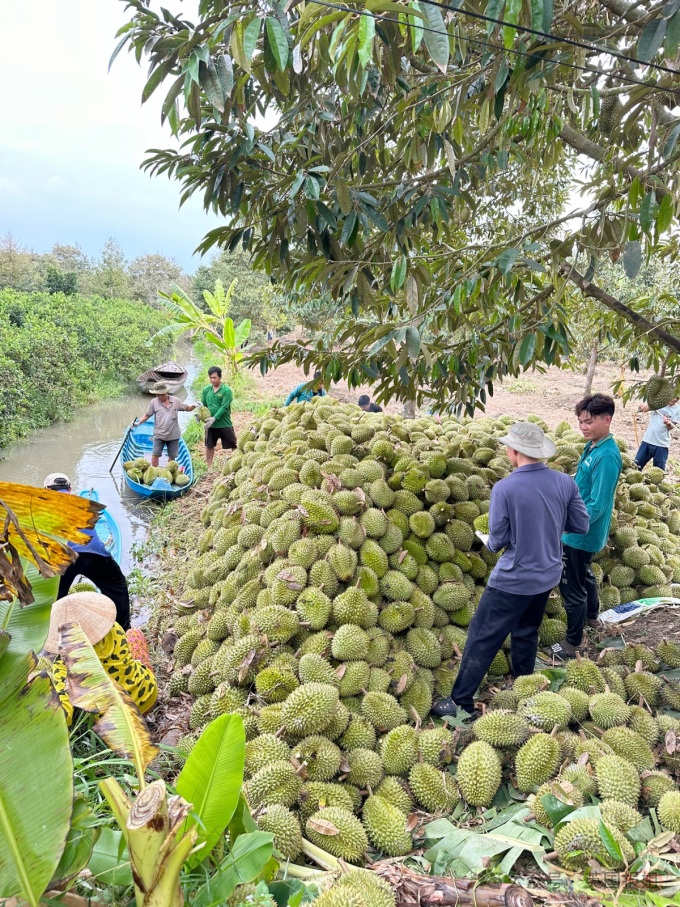 泰国越南为榴莲打起来啦？中国人狂炫榴莲吃光泰国，越南趁虚而入：想吃多少我们种多少！260 / 作者:放眼看世界 / 帖子ID:315400