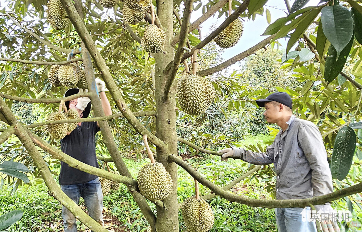 泰国越南为榴莲打起来啦？中国人狂炫榴莲吃光泰国，越南趁虚而入：想吃多少我们种多少！522 / 作者:放眼看世界 / 帖子ID:315400