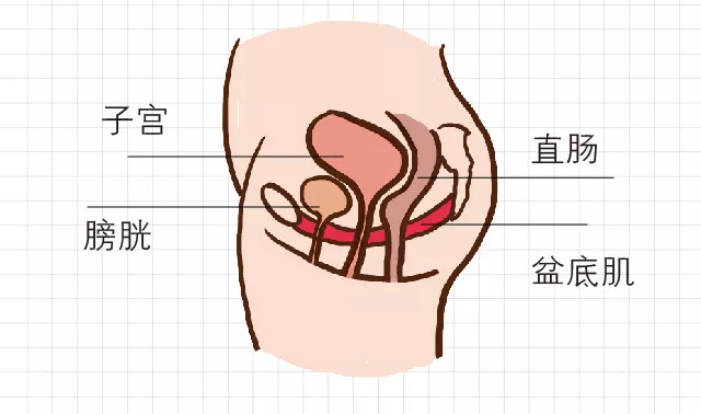 医生常说要护好的「盆底肌」，具体该怎么练？180 / 作者:健康小天使 / 帖子ID:315401