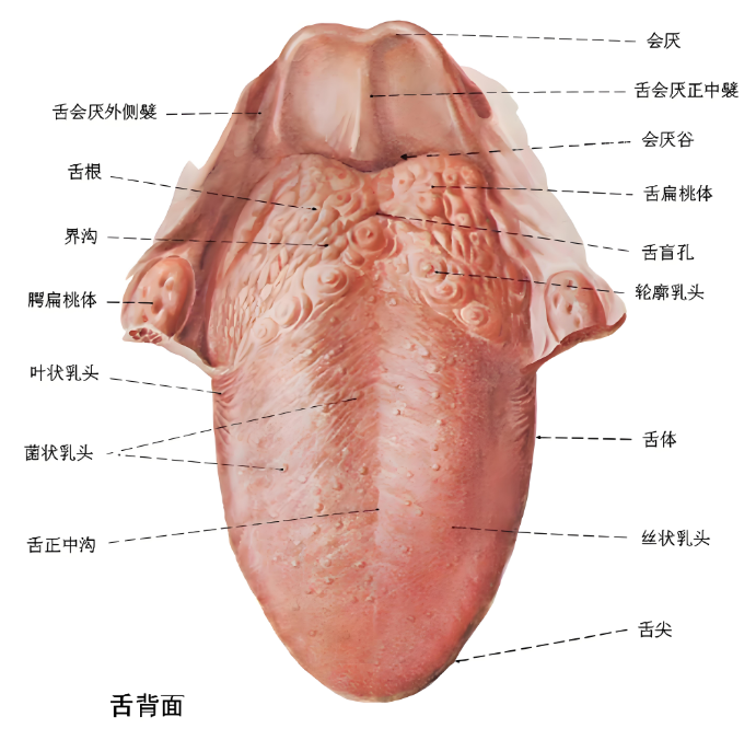 口腔科医生为什么建议你刷舌苔？234 / 作者:健康小天使 / 帖子ID:315997