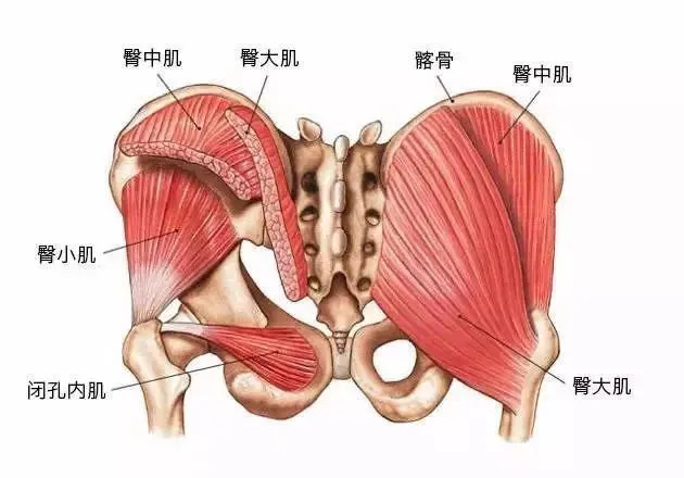 有些人的臀部两侧，为什么会凹进去？564 / 作者:健康小天使 / 帖子ID:317091