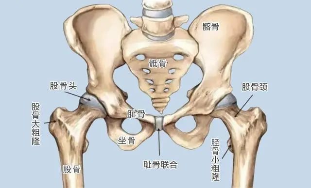 有些人的臀部两侧，为什么会凹进去？90 / 作者:健康小天使 / 帖子ID:317091